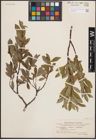 Foto von Salix L.